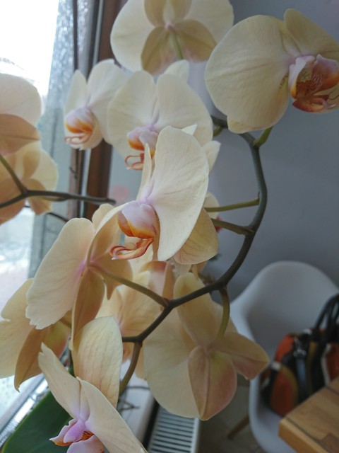 orchid