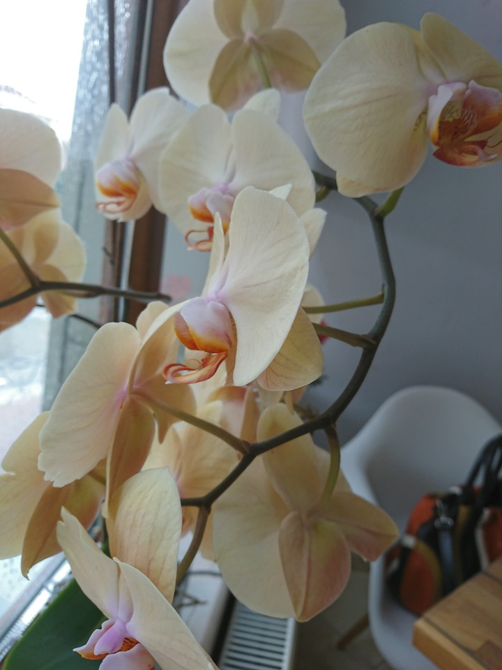 orchid