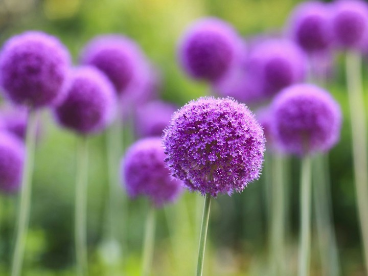 purple flowers