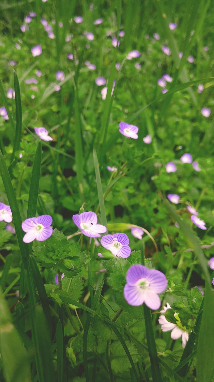 Little questions about how to be Flower.