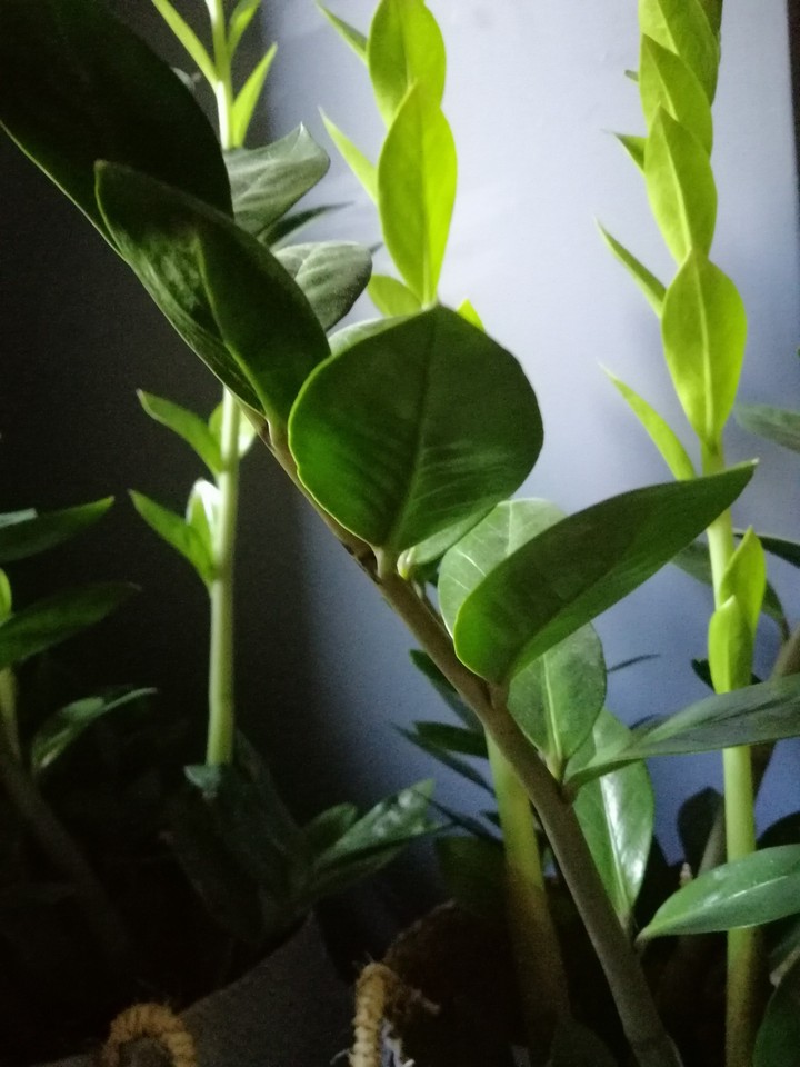Loft Plant