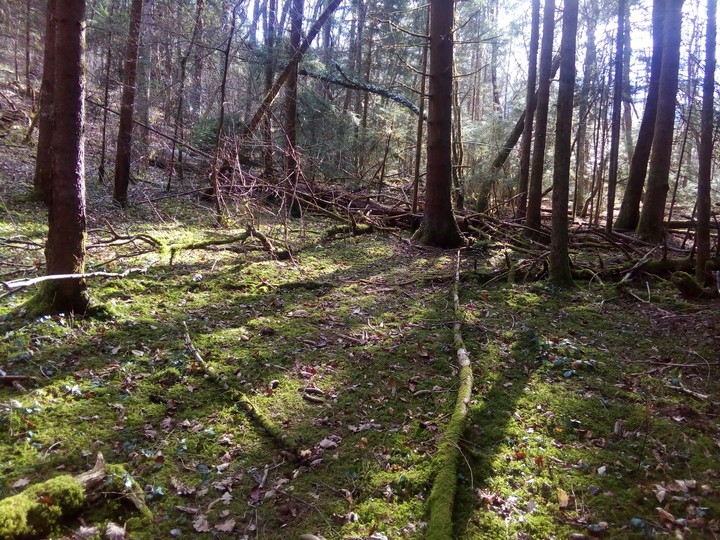 forêt intérieure