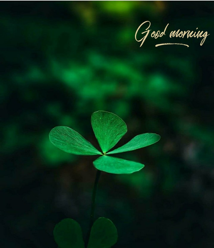 Good Morning