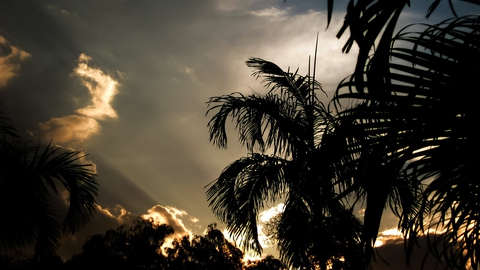 tropical morning