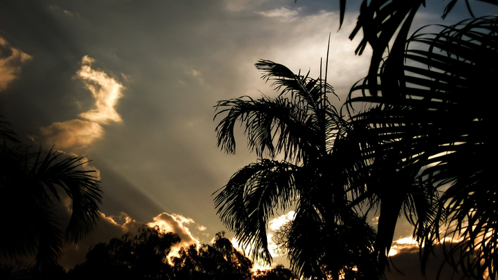 tropical morning