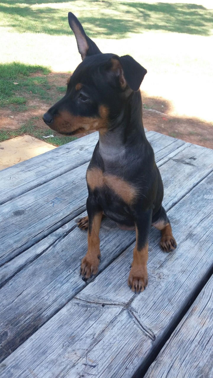 dog