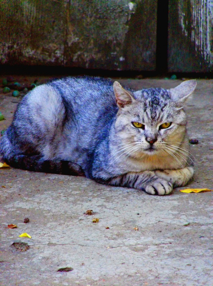 cat