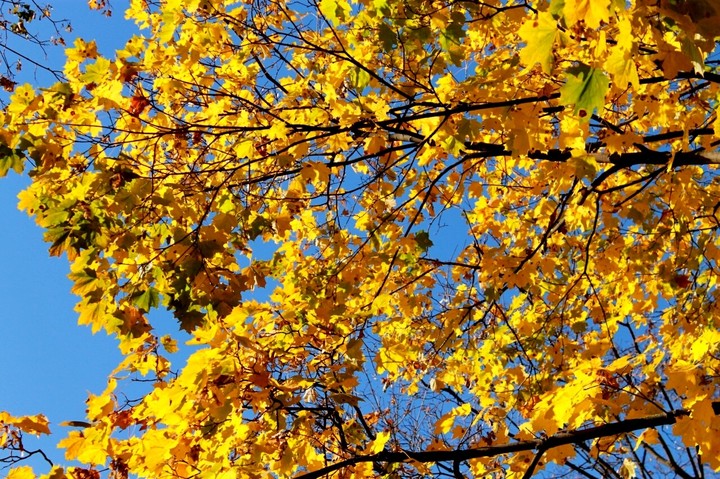 Atumn's beauty