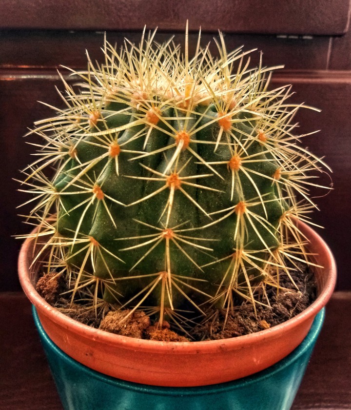 kaktus