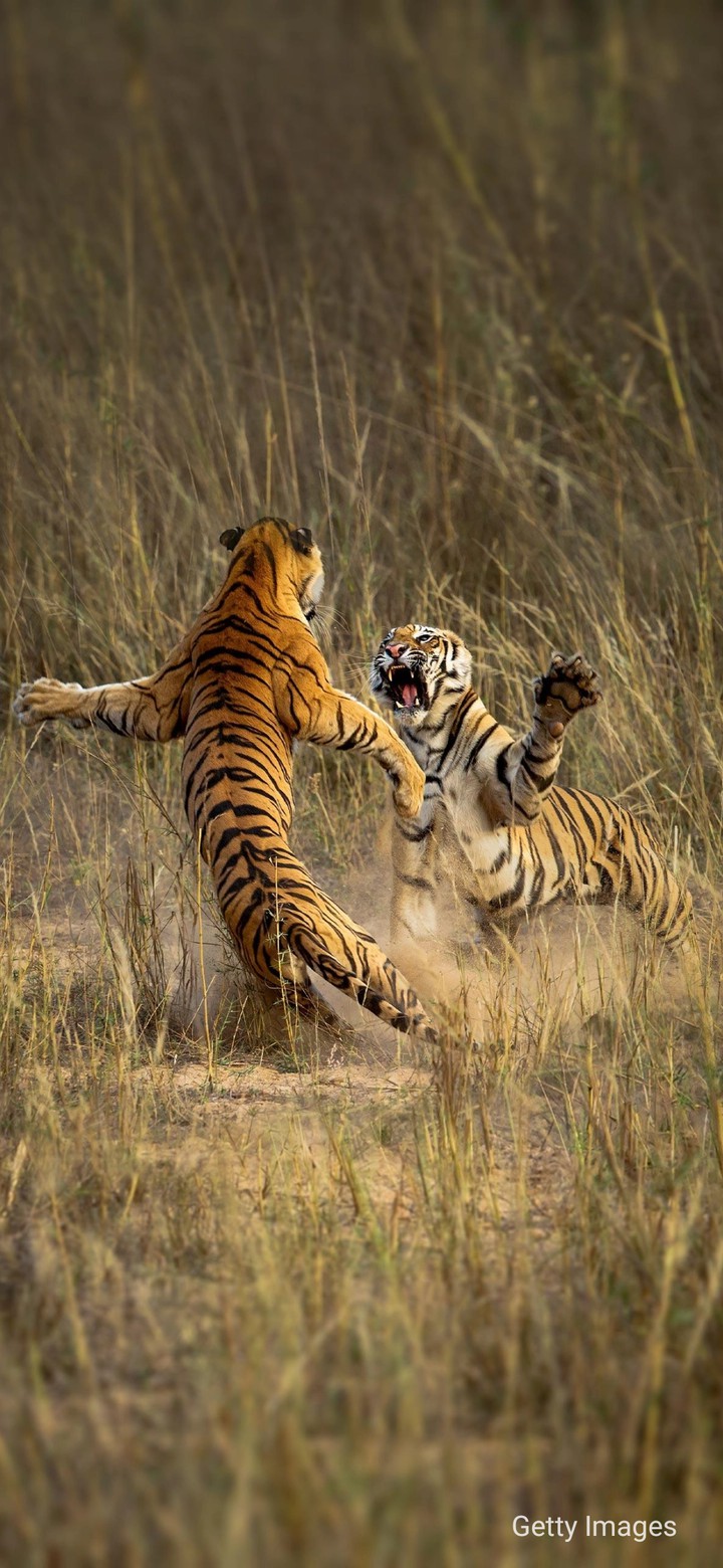 tiger king