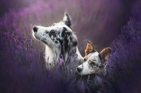 koolie, snout wallpapers