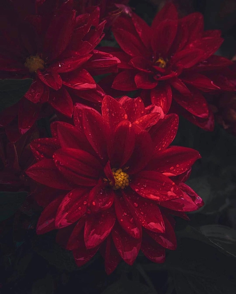 maroon, petal वॉलपेपर