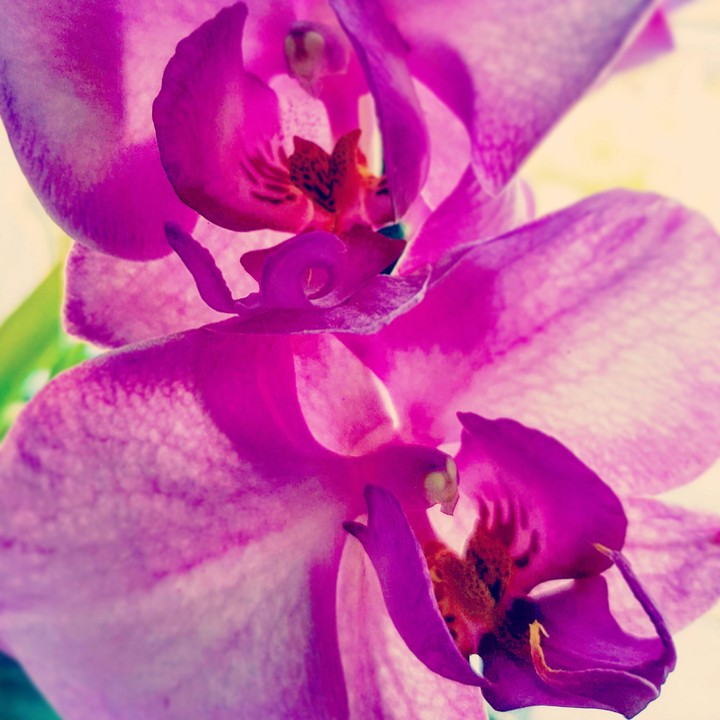 Orchidee