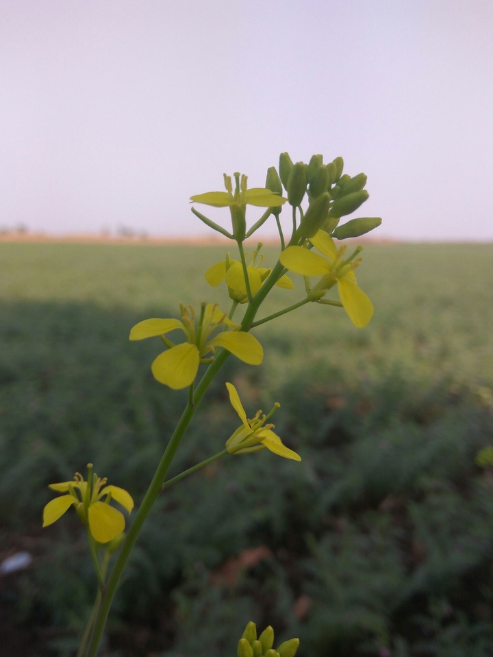 yellow_flower