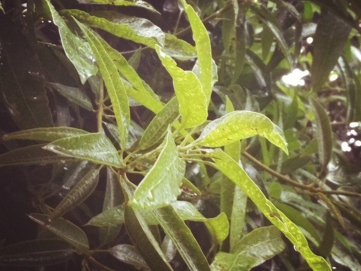 raining