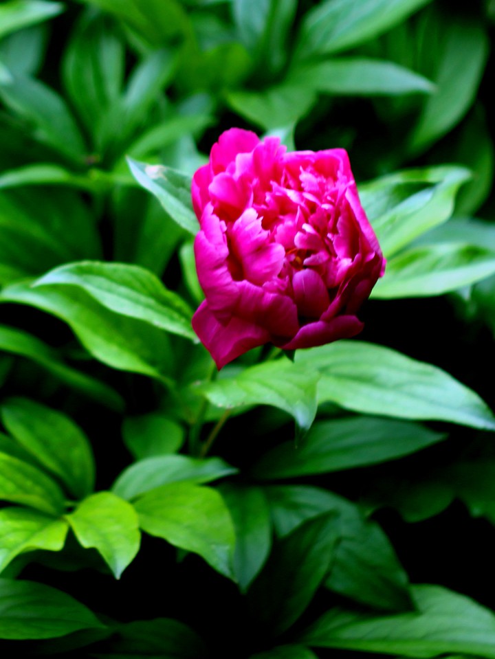 Pink piony