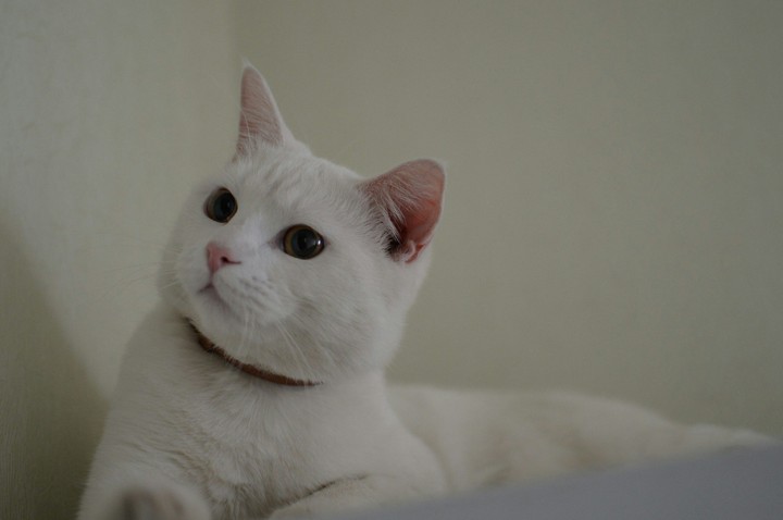 Кот Берти