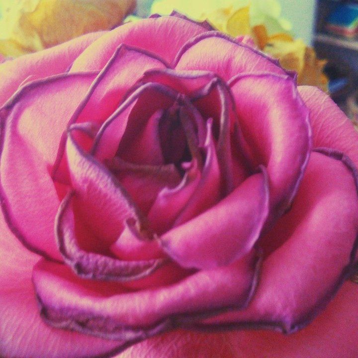Little rose...