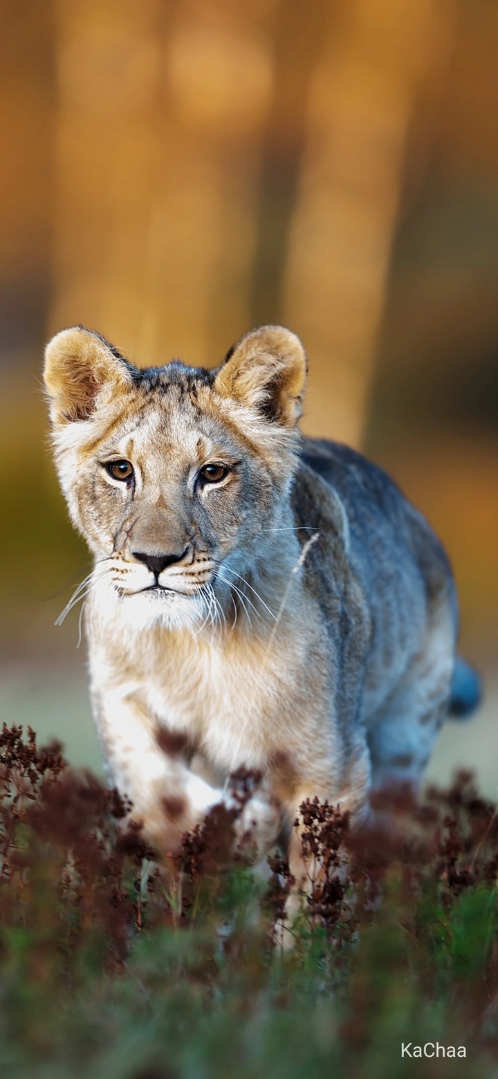 Cub