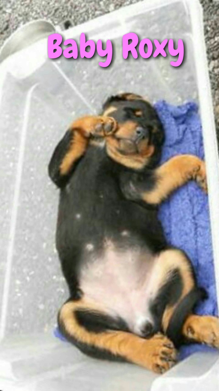 rottweiler puppy 8 weeks