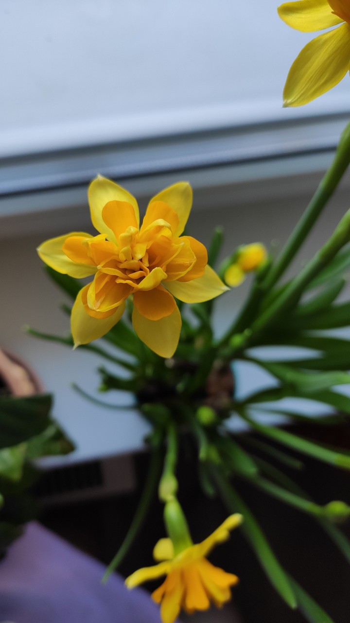 narcissus☀️