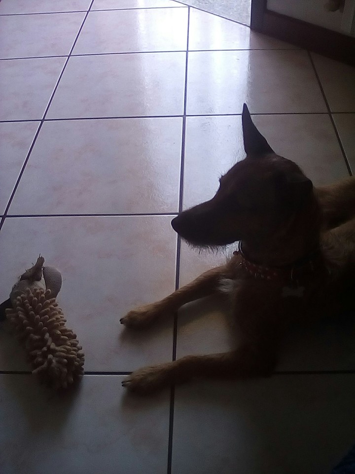 My dog