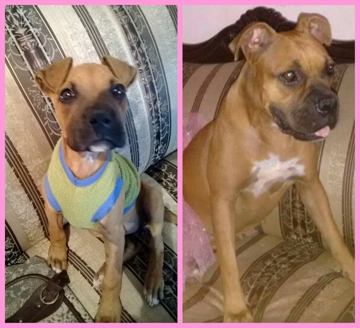 madona boxer