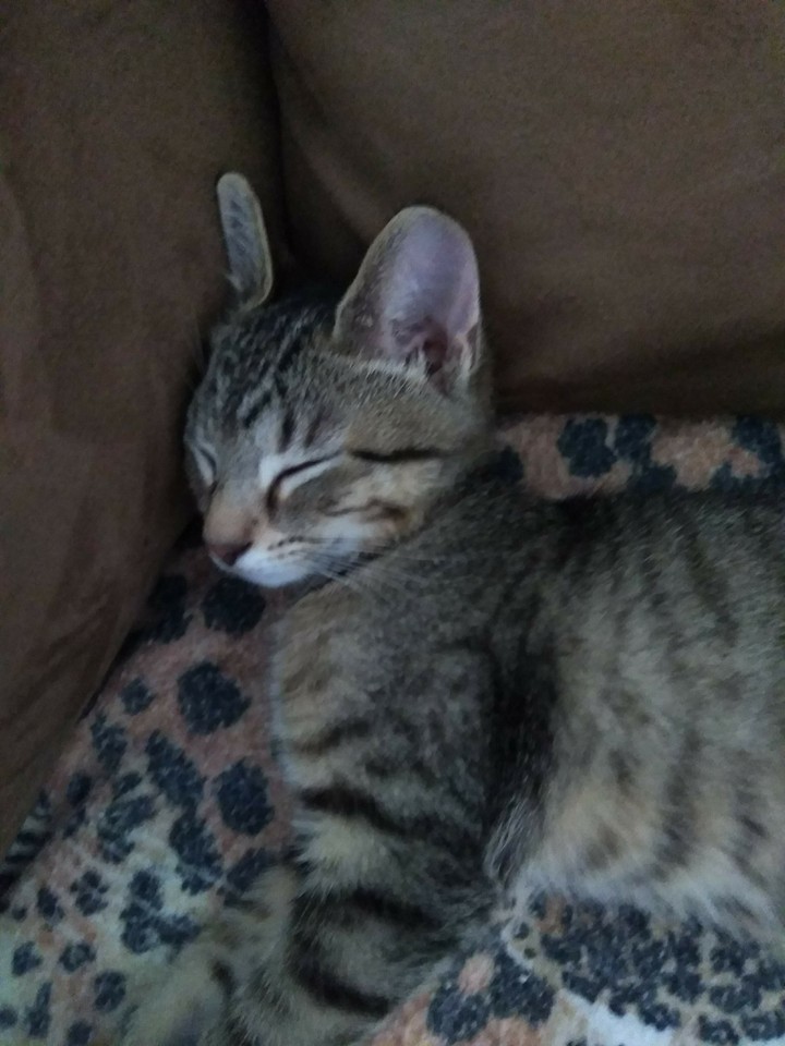 Baby sleep