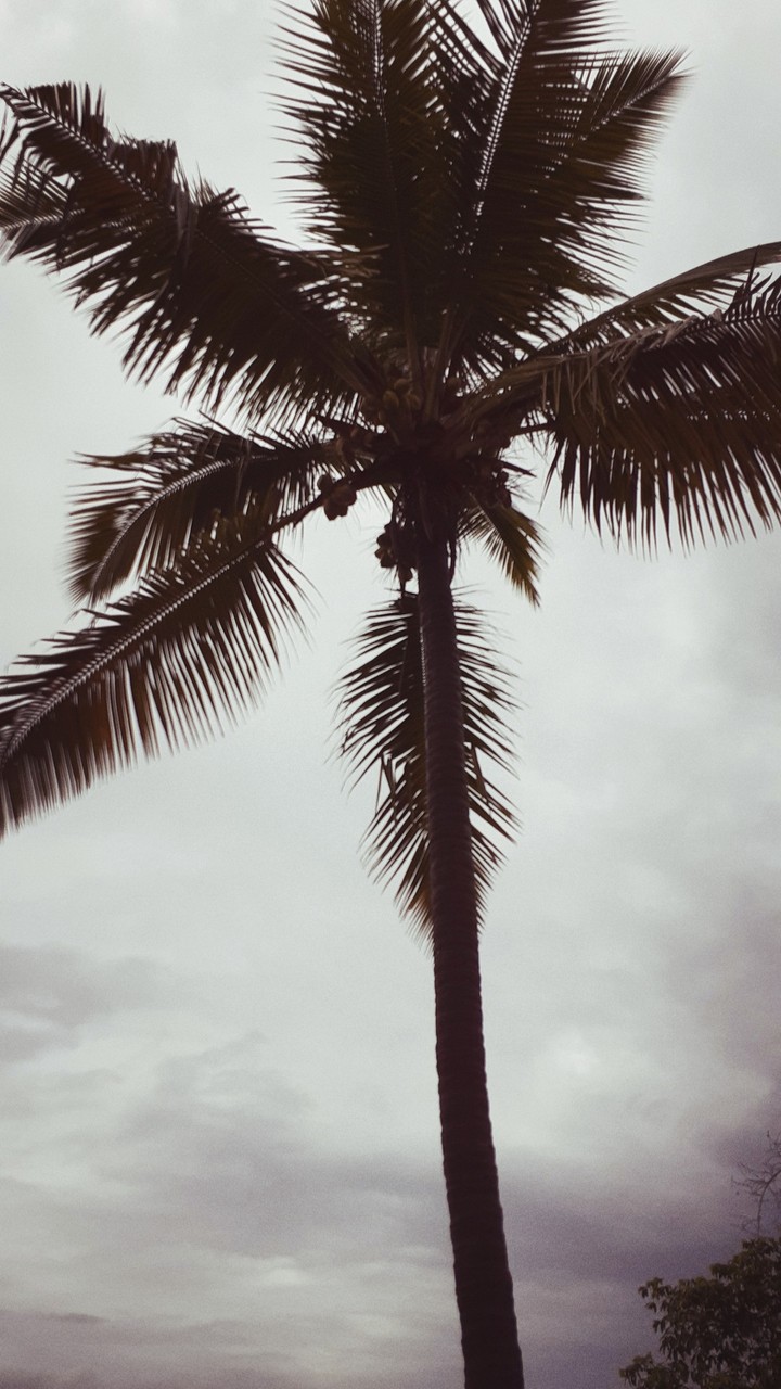 single coconut tree