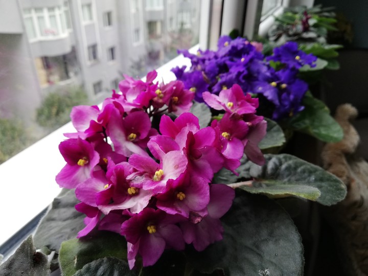 pencere güzelliği