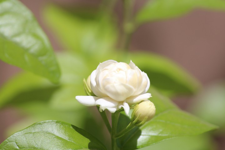 Beautiful Mogra