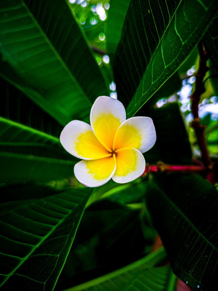 Flower