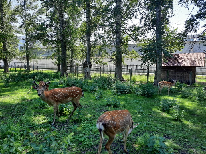 Олени в парке