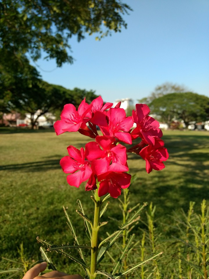 La vie en rose
