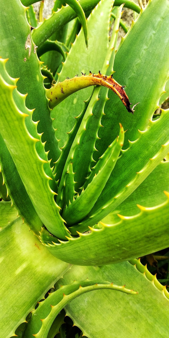 #Green