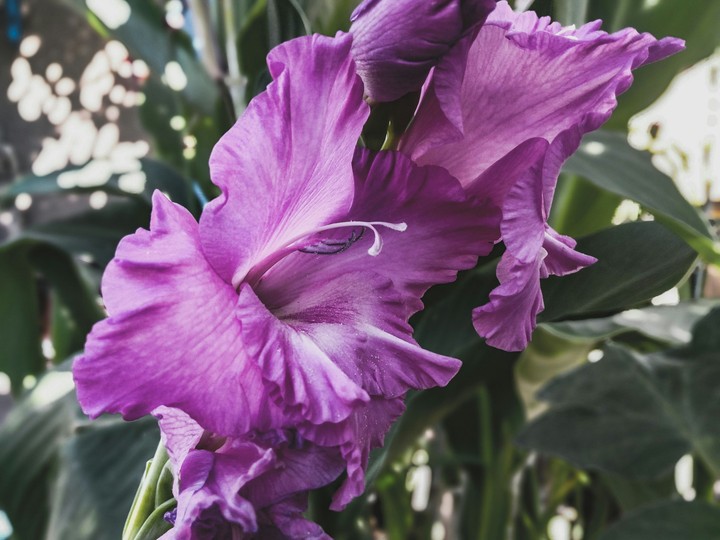 purple