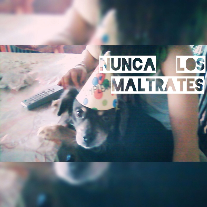 tenencia responsable