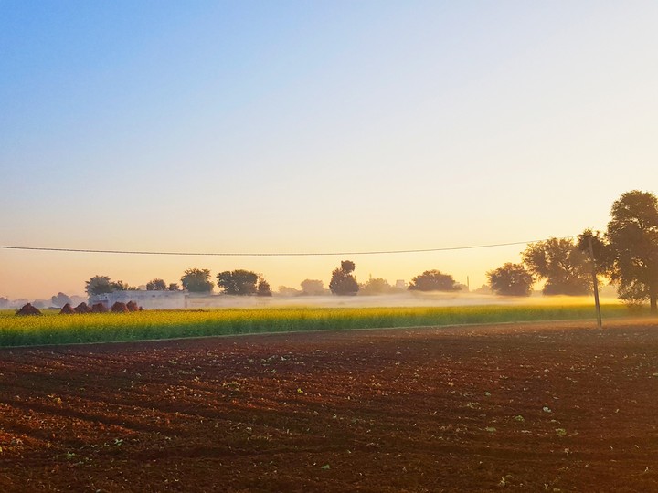 mustard winter field
