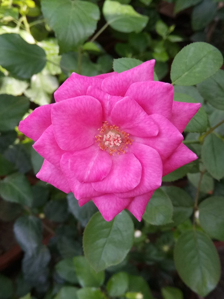 Rose - symbol of beauty.