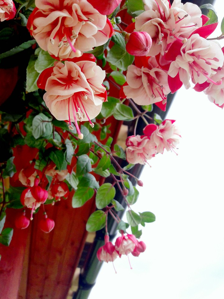 Flower of fuschia