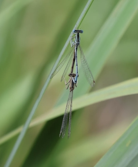dragonfly, insect wallpapers