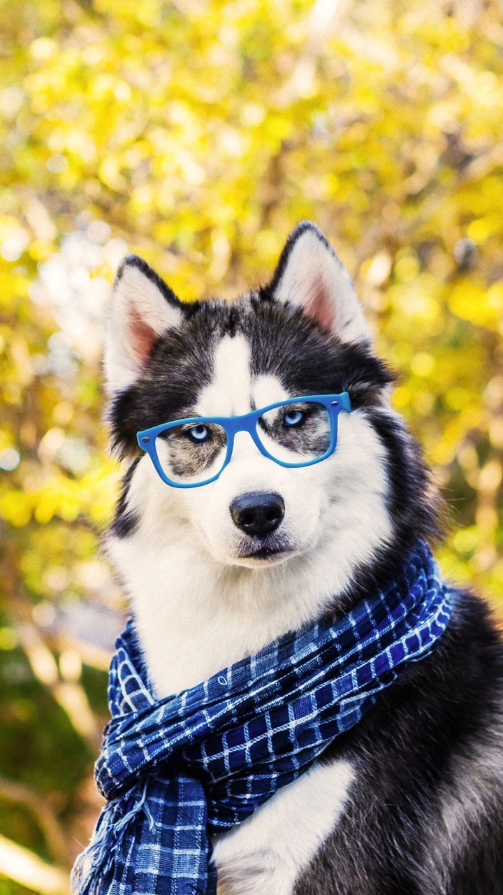 Smart Dog