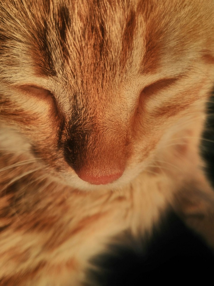 Perfect cat face