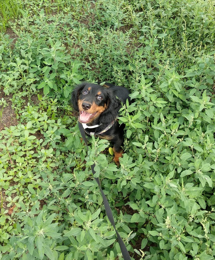 Doxie puppy