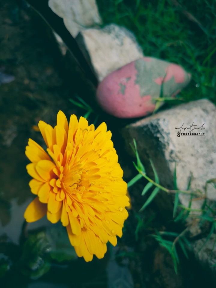 flower looking for sunlight after rain..