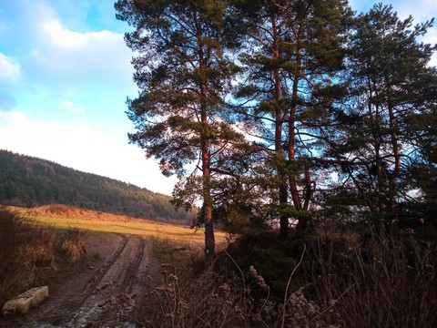 Trees