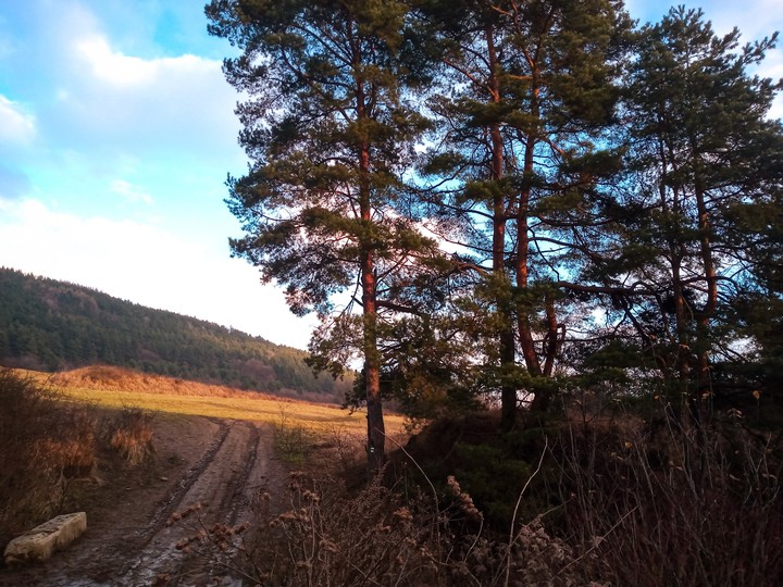 Trees