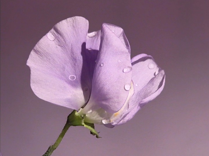 Blossom