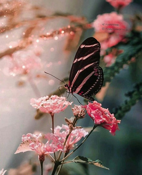 pink, spring duvar kağıtları