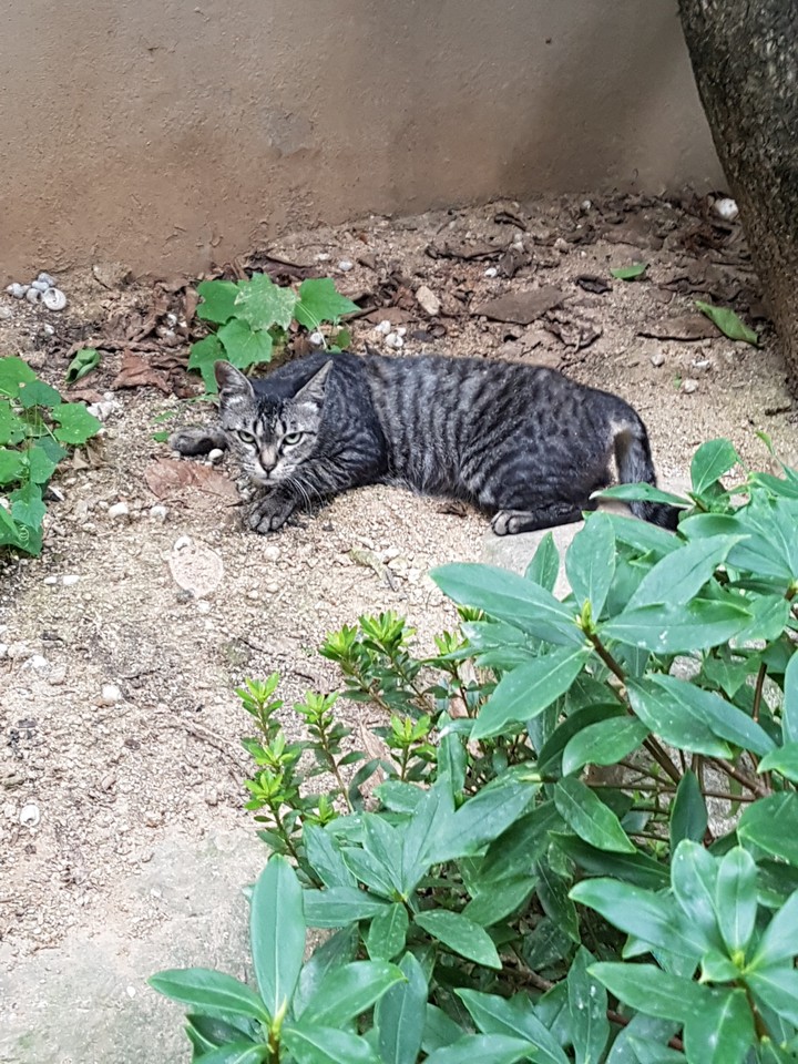 뭘보냥